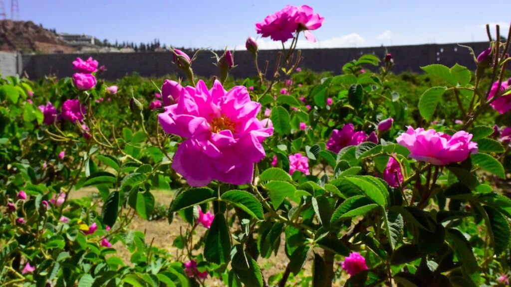 City of Roses, Taif 